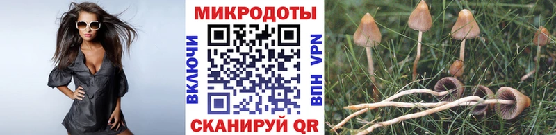 Галлюциногенные грибы Psilocybine cubensis  Белгород 